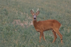 Srnec obecný  ( Capreolus  capreolus )