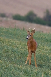 Srnec obecný  ( Capreolus  capreolus )