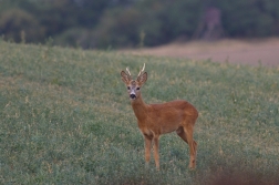 Srnec obecný  ( Capreolus  capreolus )