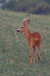 Srnec obecný  ( Capreolus  capreolus )