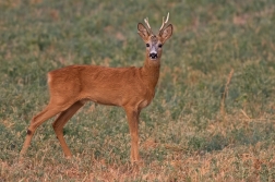 Srnec obecný  ( Capreolus  capreolus )