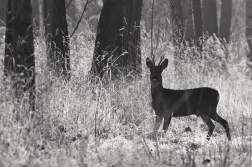 Srnec obecný  ( Capreolus  capreolus )