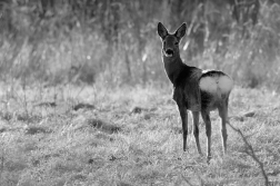 Srnec obecný  ( Capreolus  capreolus )