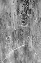 Srnec obecný  ( Capreolus  capreolus )