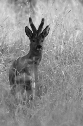 Srnec obecný  ( Capreolus  capreolus )