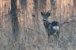 Srnec obecný  ( Capreolus  capreolus )