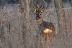 Srnec obecný  ( Capreolus  capreolus )