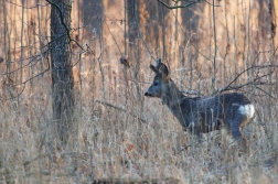 Srnec obecný  ( Capreolus  capreolus )