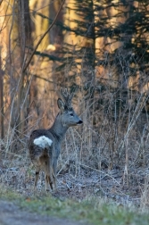 Srnec obecný  ( Capreolus  capreolus )