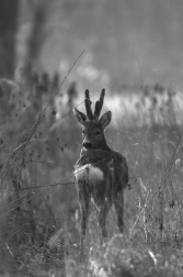 Srnec obecný  ( Capreolus  capreolus )