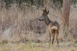 Srnec obecný  ( Capreolus  capreolus )