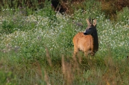 Srnec obecný  ( Capreolus  capreolus )