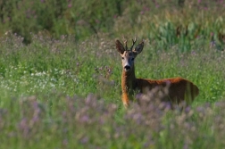 Srnec obecný  ( Capreolus  capreolus )