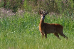 Srnec obecný  ( Capreolus  capreolus )