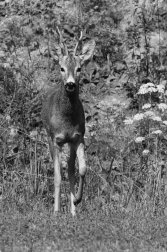 Srnec obecný  ( Capreolus  capreolus )