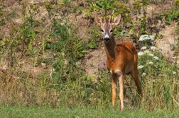 Srnec obecný  ( Capreolus  capreolus )