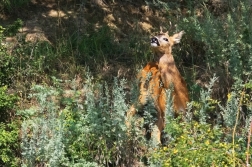 Srnec obecný  ( Capreolus  capreolus )