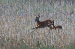 Srnec obecný  ( Capreolus  capreolus )