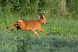 Srnec obecný  ( Capreolus  capreolus )