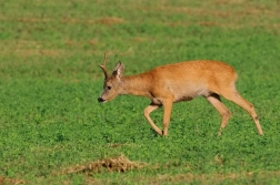 Srnec obecný  ( Capreolus  capreolus )