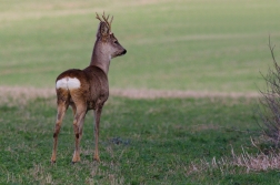 Srnec obecný  ( Capreolus  capreolus )