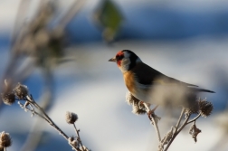 Stehlík obecný  ( Carduelis carduelis )