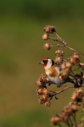Stehlík obecný  ( Carduelis carduelis )