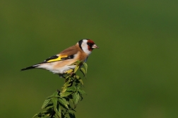 Stehlík obecný  ( Carduelis carduelis )