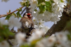 Stehlík obecný ( Carduelis carduelis )
