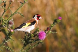 Stehlík obecný ( Carduelis carduelis )