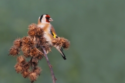 Stehlík obecný ( Carduelis carduelis )