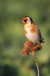 Stehlík obecný ( Carduelis carduelis )