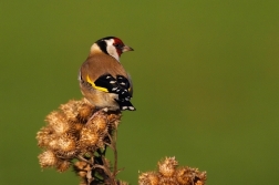 Stehlík obecný  ( Carduelis carduelis )