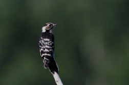 Strakapoud malý  ( Dendrocopos minor )