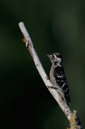 Strakapoud malý  ( Dendrocopos minor )