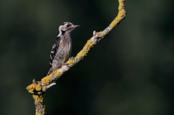 Strakapoud malý  ( Dendrocopos minor )