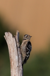 Strakapoud malý  ( Dendrocopos minor )