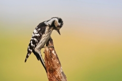 Strakapoud malý  ( Dendrocopos minor )