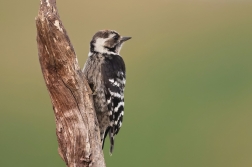 Strakapoud malý  ( Dendrocopos minor )