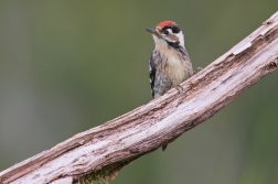 Strakapoud malý  ( Dendrocopos minor )