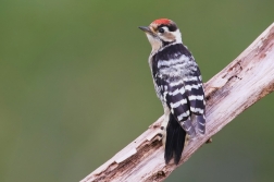 Strakapoud malý  ( Dendrocopos minor )
