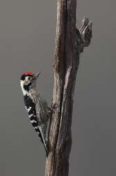 Strakapoud malý  ( Dendrocopos minor )