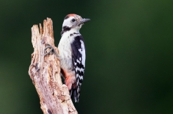 Strakapoud prostřední  (Dendrocopus medius...