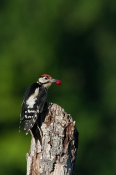 Strakapoud velký ( Dendrocopus major )