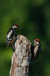 Strakapoud velký ( Dendrocopus major )