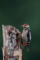Strakapoud velký ( Dendrocopus major )