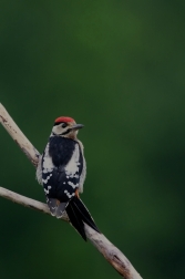 Strakapoud velký ( Dendrocopus major )