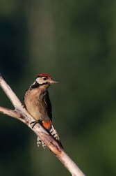 Strakapoud velký ( Dendrocopus major )