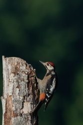 Strakapoud velký ( Dendrocopus major )