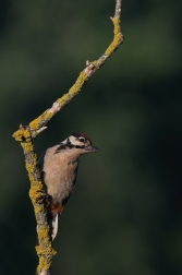 Strakapoud velký ( Dendrocopus major )